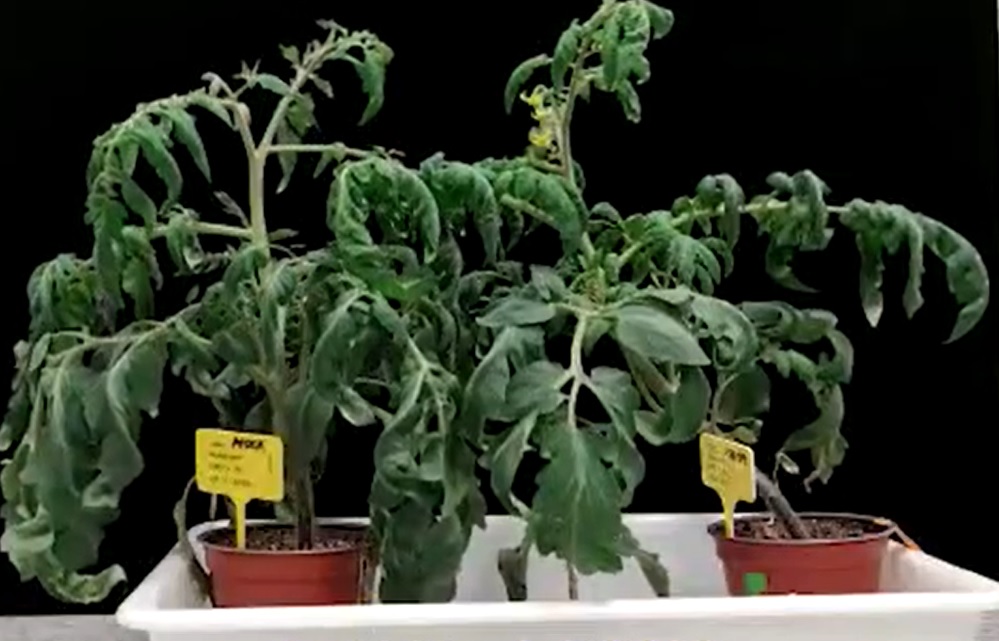 csic farmaco resistencia plantas sequia|csic farmaco resistencia sequia